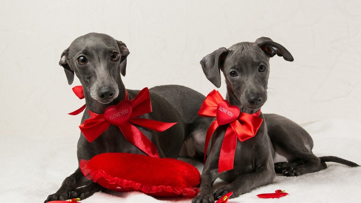 источник фото: https://i.pinimg.com/originals/2b/a2/e1/2ba2e1cd4bc8873f278c5554a3dec2f8.jpg