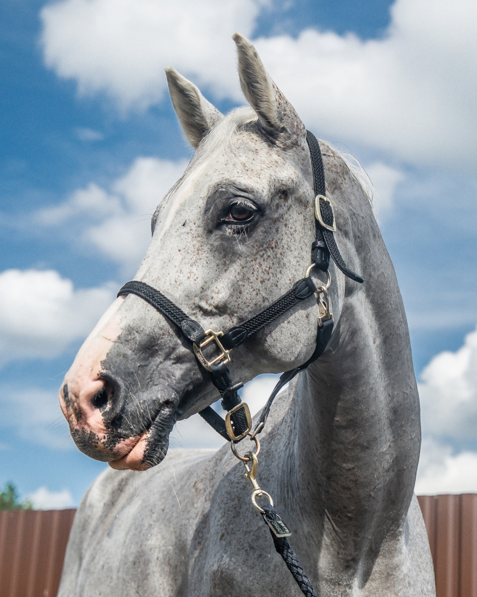 Чемпионат России по конкуру в Horseka Sport, 2024 г.