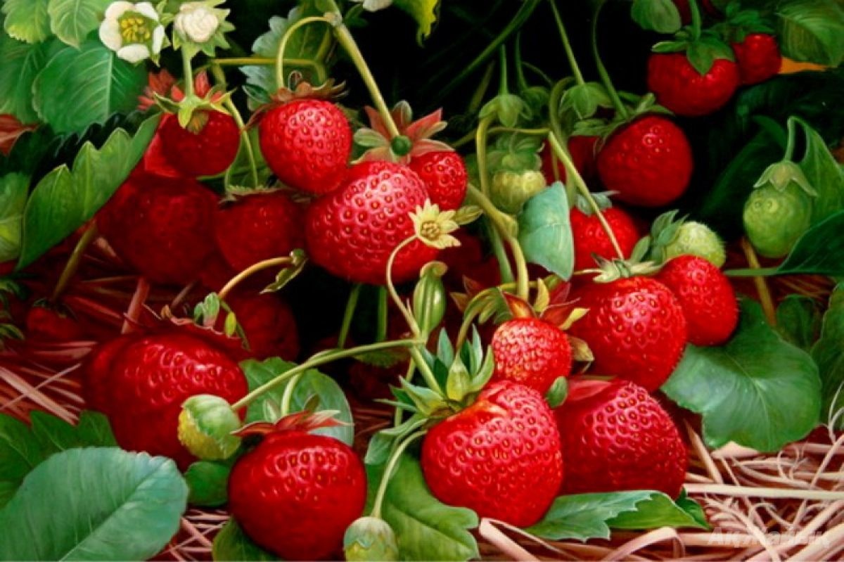 Ягода с одного куста