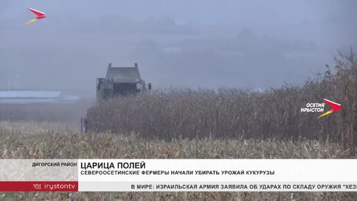 С середины сентября в Северной Осетии начался сбор кукурузы.