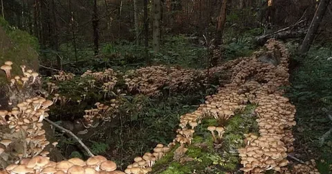 Заманивает нас леший. Фото из дзен