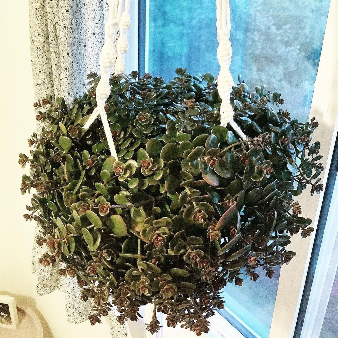    Для компактного растения найдется место на подоконнике, на любой полке, на рабочем столе или на журнальном столике.Соцсети/@unbeleafabl