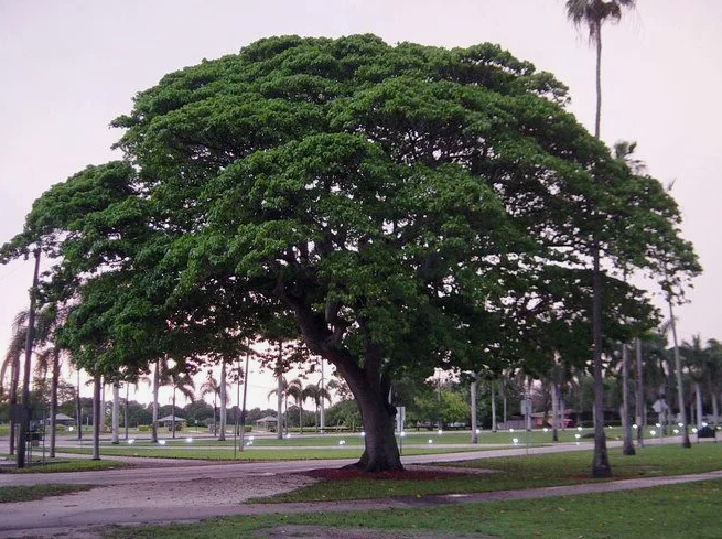 Хура трескающая или "Динамитное дерево".