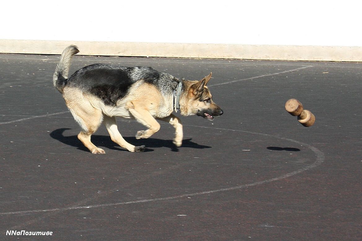 Носится, как бешеная тарашка