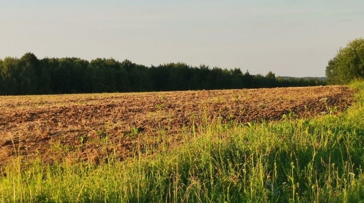    Амброзия наступает в Орловской и Курской областях с увеличением карантинных фитосанитарных зон