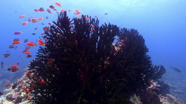  Черные кораллы.