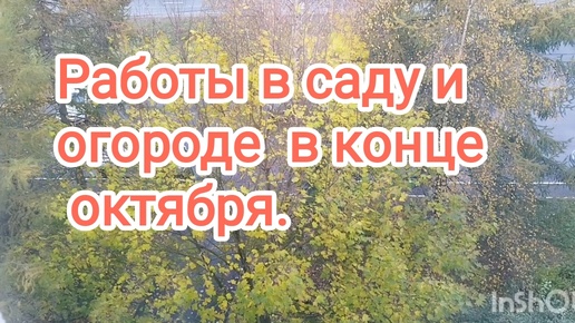 Работы в саду и огороде во второй половине октября.