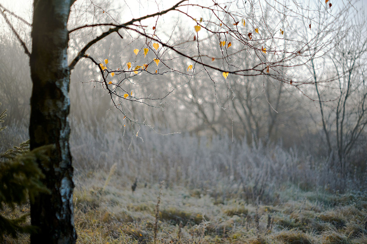    Фото: Rasa Kasparaviciene / Unsplash.com