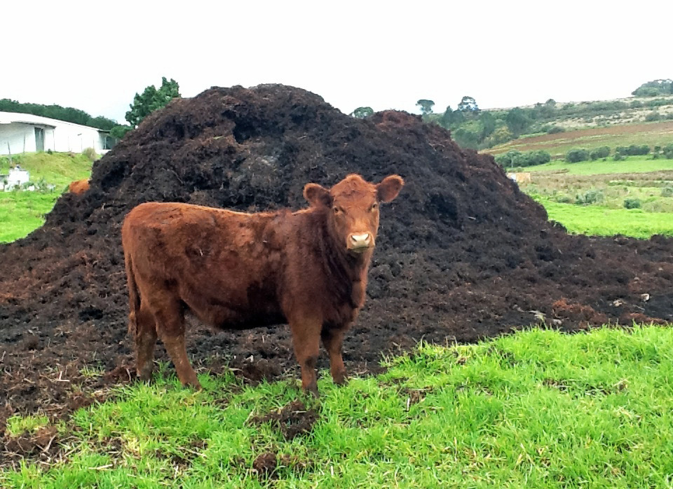 Ценный продукт животноводства. Фото: I. Barbour / Flickr cc