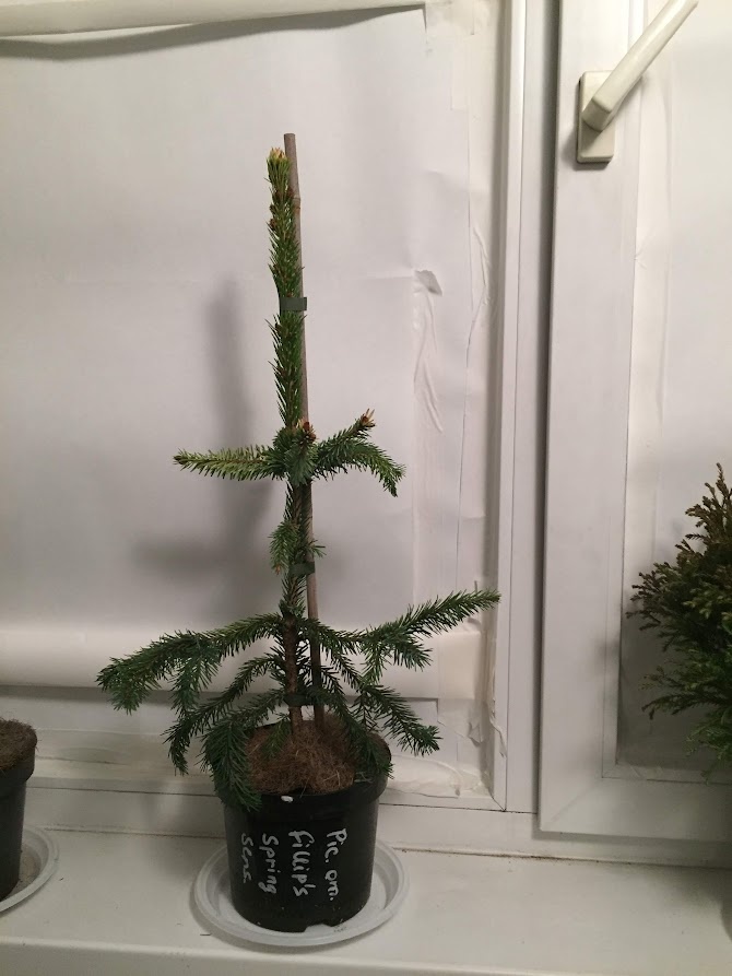 2019 Picea omorika Filip’s Spring Sensation