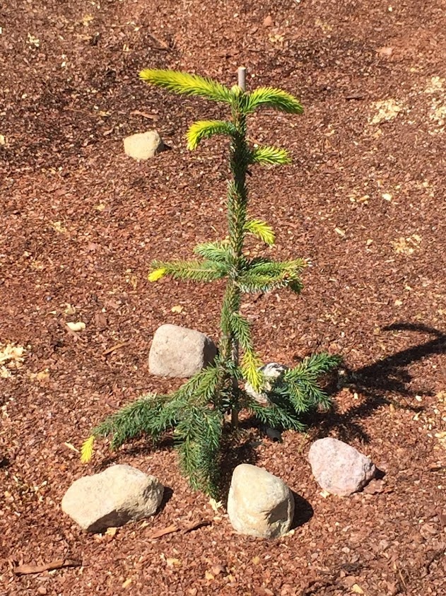 2019 Picea omorika Filip’s Spring Sensation