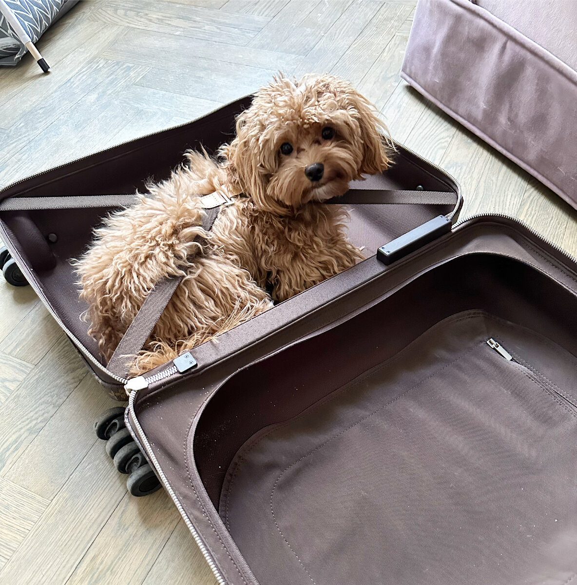 Не хочет оставаться без меня