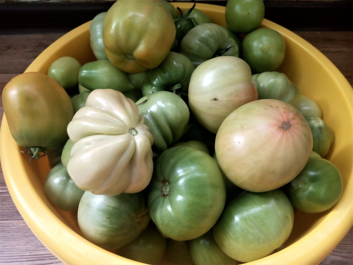    Остатки томатов