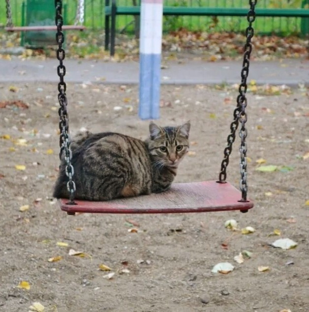 Яндекс картинки