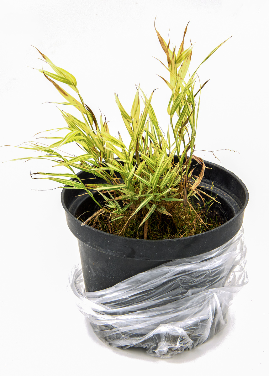 Хаконехлоя