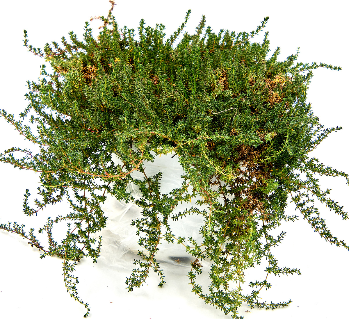 фото моё 13.10.2024 г.