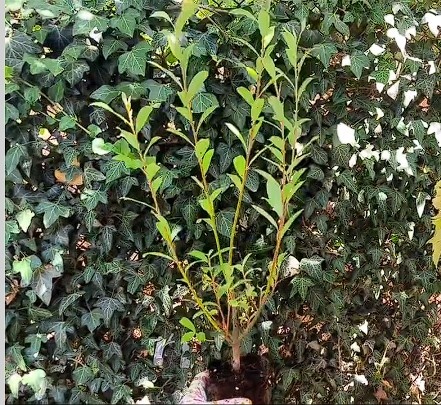 Вот такой мне пришла ива. Это скрин из моего видео после открытия посылки.