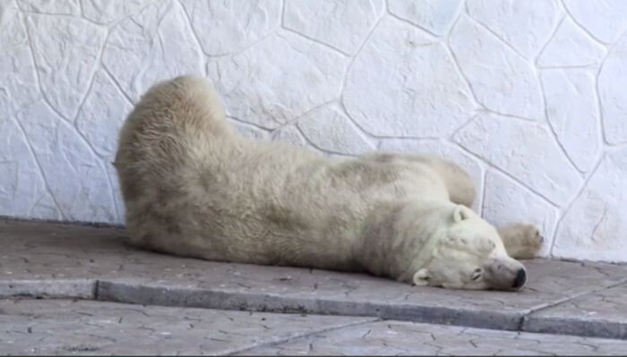 Источник фото: Ростовский зоопарк