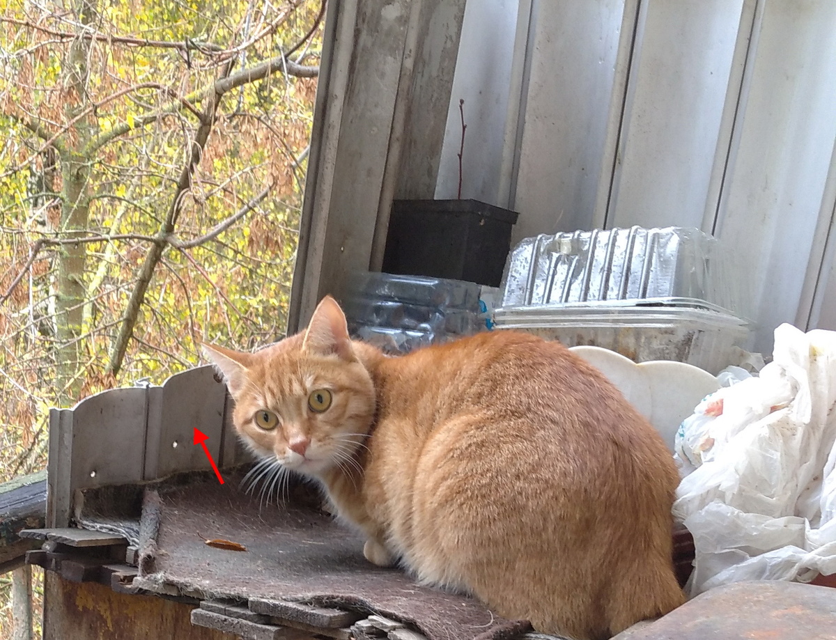 Личное фото.