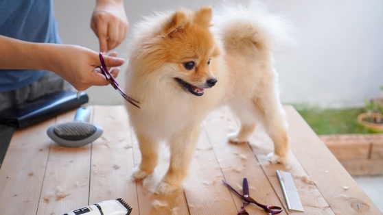    Что нужно для домашнего ухода за питомцем: как правильно выбрать инструменты и как их использовать Татьяна Сидорова