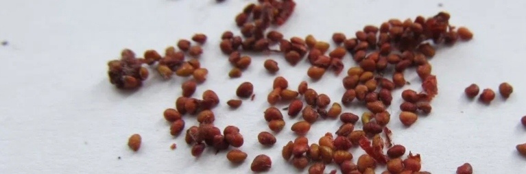 Семена клубники.