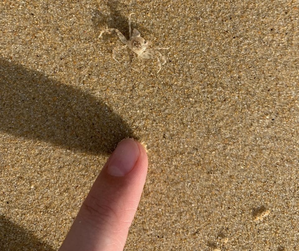 Крабики в октябре-ноябре на Кароне