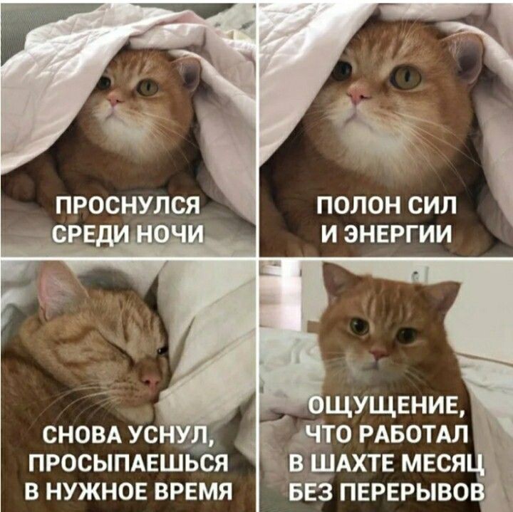 Аххахаха котики