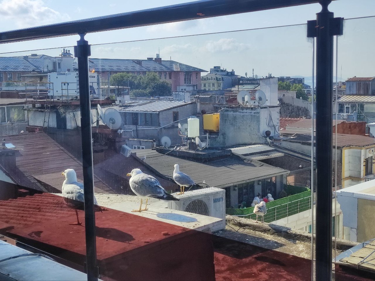 В окне ресторана чайки. Портовой город, всё таки.