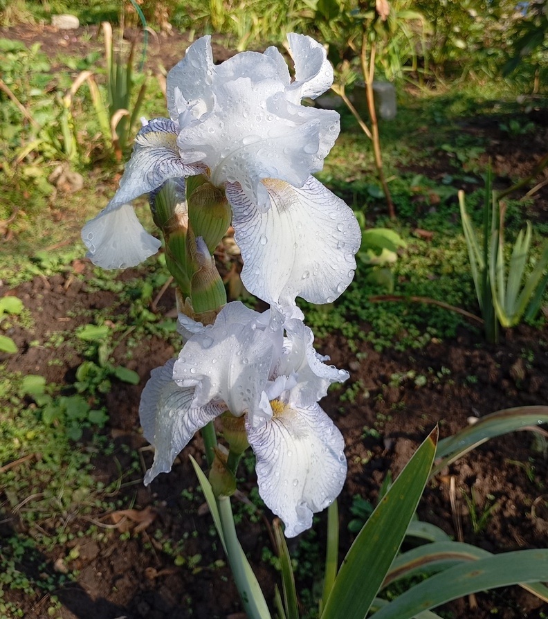 "Повторно цветущий ирис, начал цвести 28 сентября, цветёт до сих пор.Он ещё имеет нежный аромат французских духов" - фото и комментарий Лидии Басмановой.