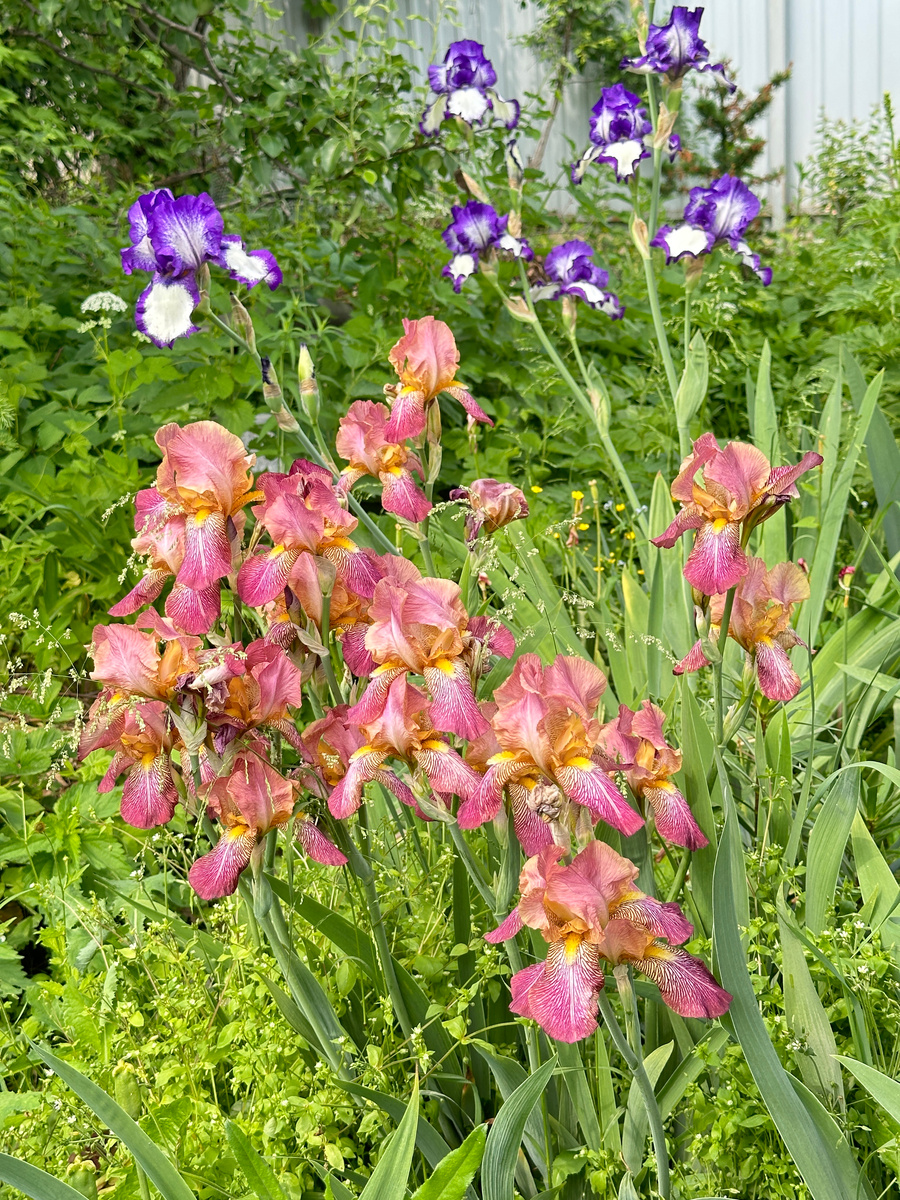 Неплохо и обильно цветет ирис. Но важно заметить, что это - не единый куст, а скопление розеток на одном разветвленном корневище. И у отдельной розетки - только один-единственный цветонос. С которым вместе она и отомрет. Для следующего цветения должна сформироваться новая розетка. Фотография моя.