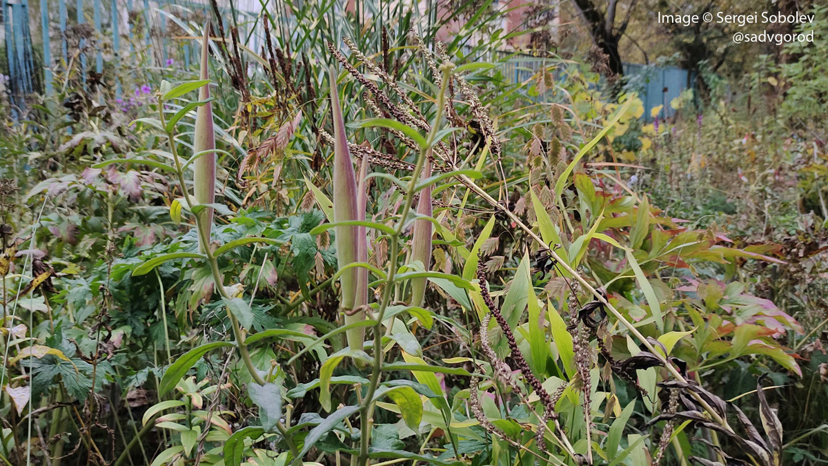 Не всё ещё созрело: Ваточник клубненосный (Asclepias incarnata) всё ещё стоит с рожками.
