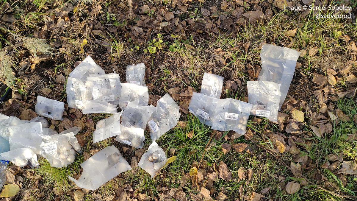 Пакетики с луками для осенней посадки...