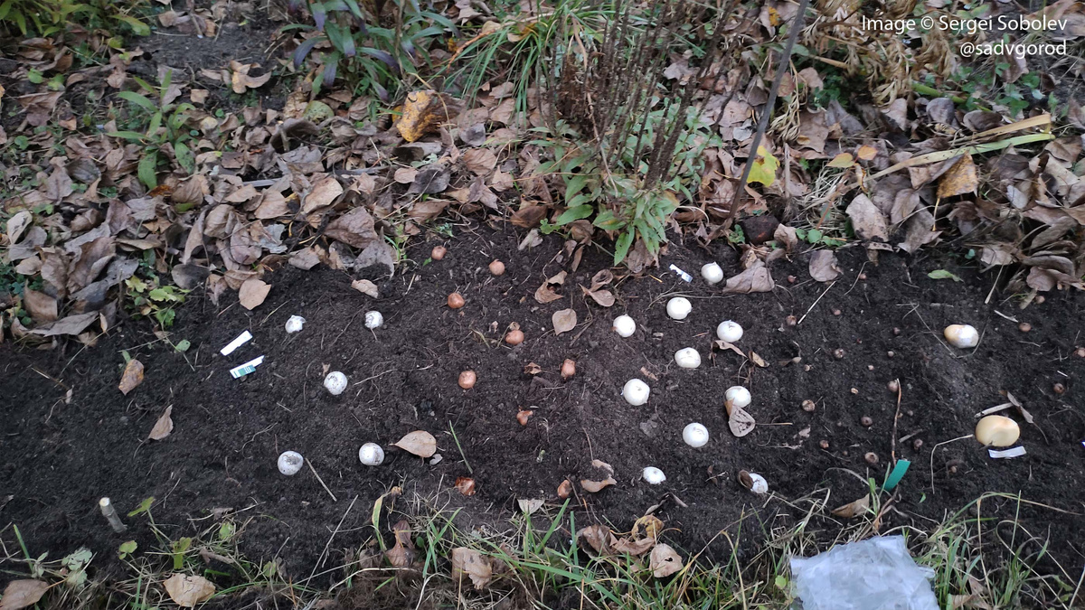 Разложенные для посадки луки. В этом году сажаю кластерами - чтобы не потерять сорта.