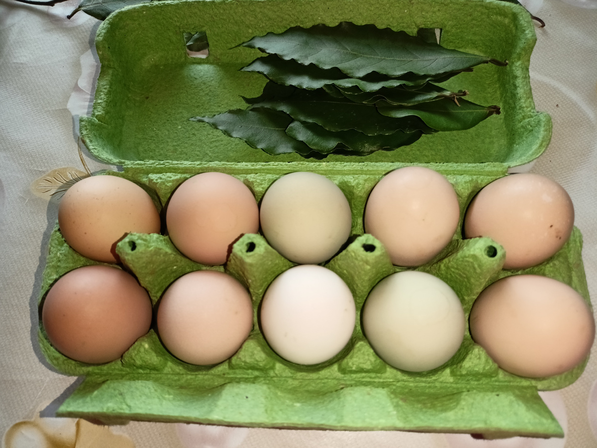 Фото для иллюстрации: крупные домашние яйца разного цвета в магазинном лотке, десяток. В крышке лотка лавровые листья из Сочи (начальница мне привезла, отдыхала недавно там)