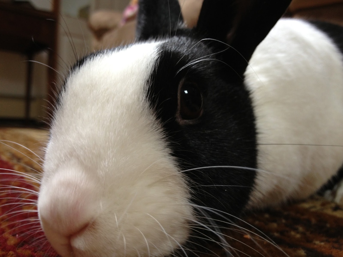 Голландский кролик не только покорит твое сердце, но и обманет тебя в интеллектуальной игре — особенно, если на кону морковка!