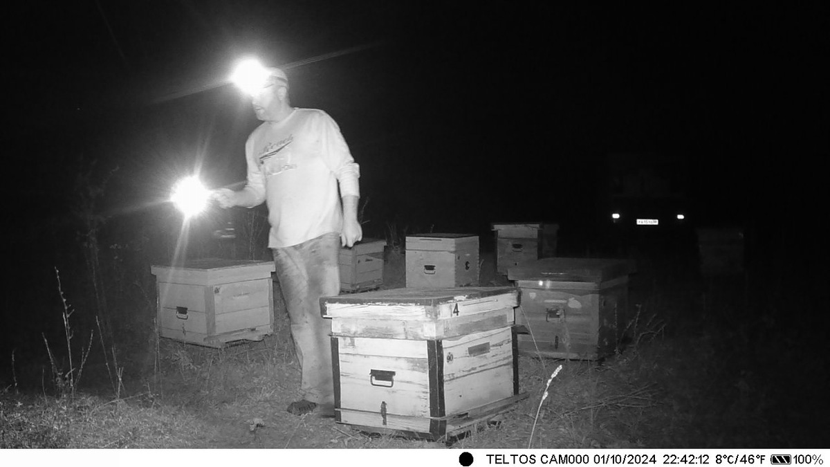 Я на перевозке пчел