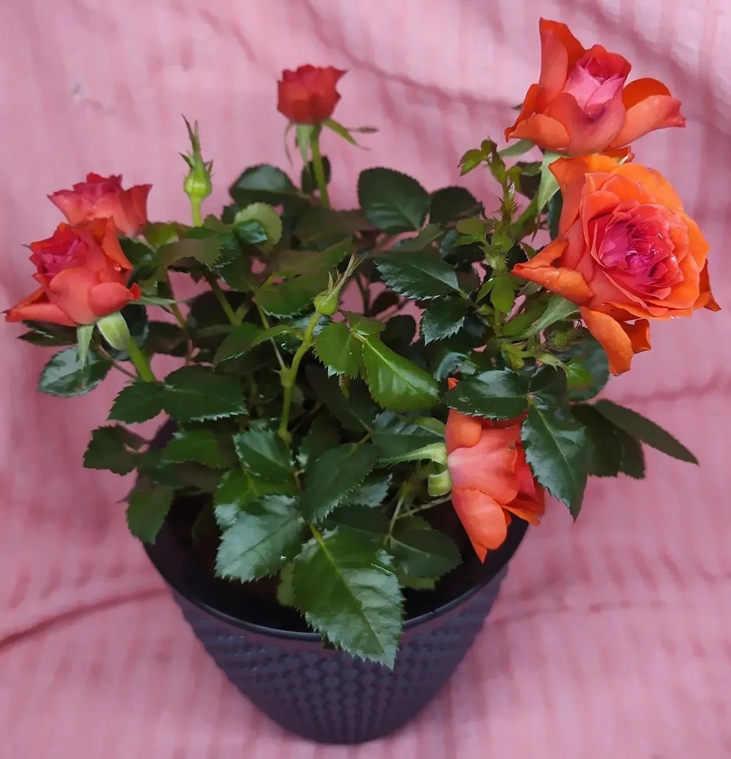 Вот эта роза, например, утеряна