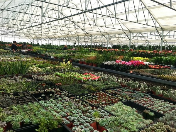 Фото из интернета. Здесь не розы, правда, а всякие горшечные растения