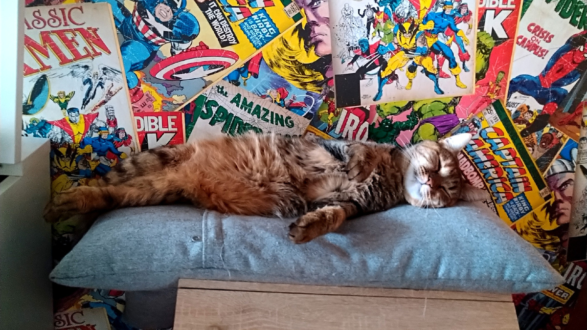 Кошки прекрасны всегда