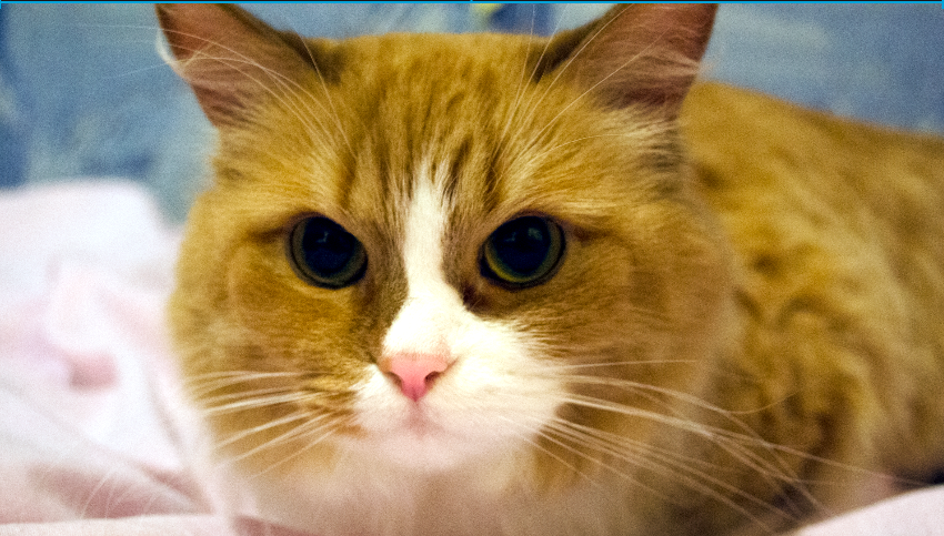 Кошки не только прекрасны, но и умны