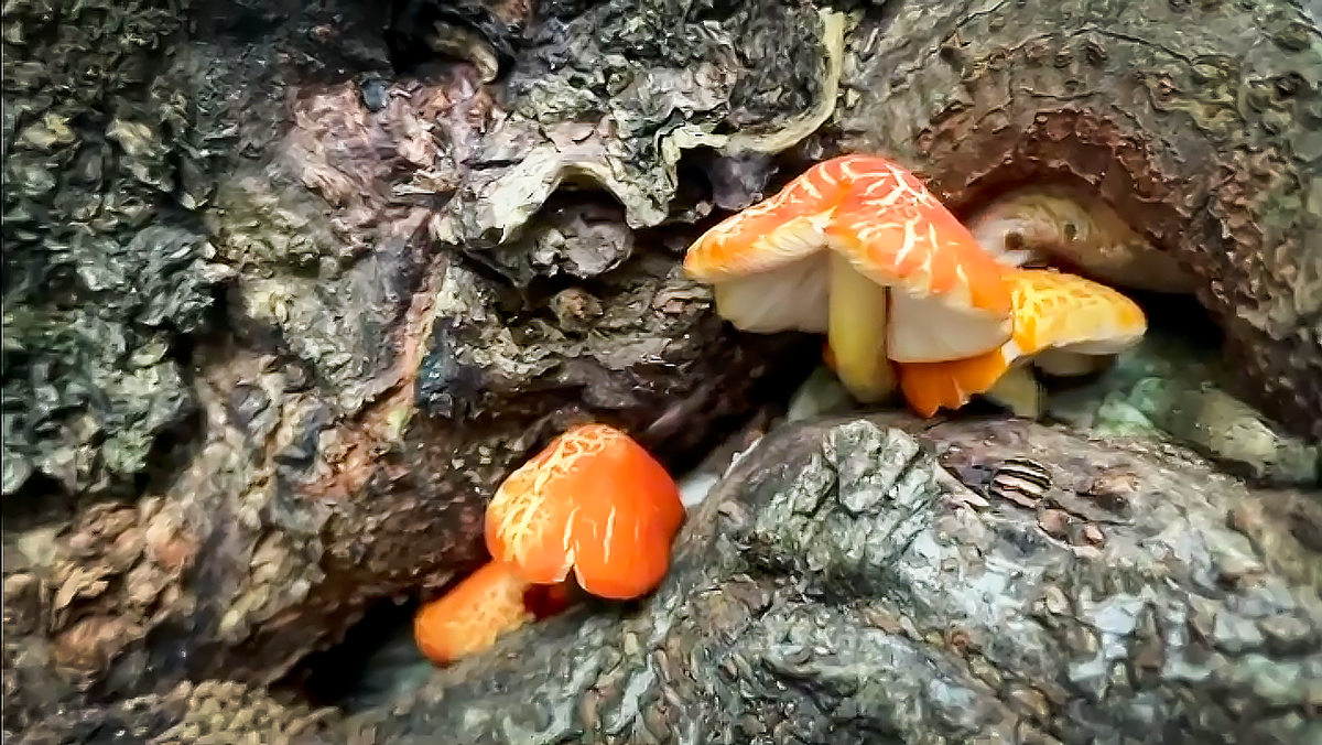 Плютей оранжево-морщинистый (Pluteus aurantiorugosus)