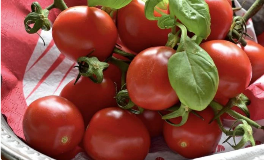 Ранние сорта и гибриды томатов для теплиц и открытого грунта