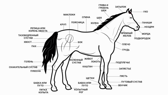 Из электронной книги