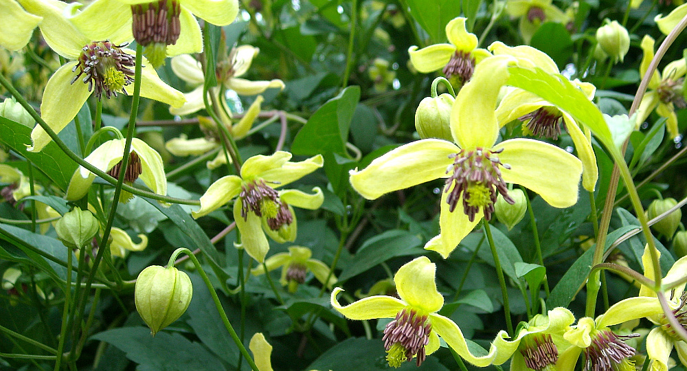 9 причин, почему не цветут клематисы и что делать для получения красивых пышных цветов