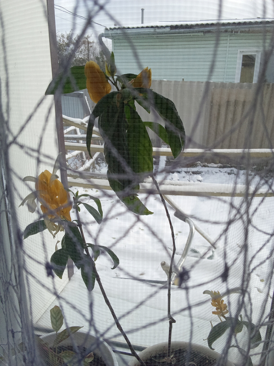 Мой пахистахис,в цвете.