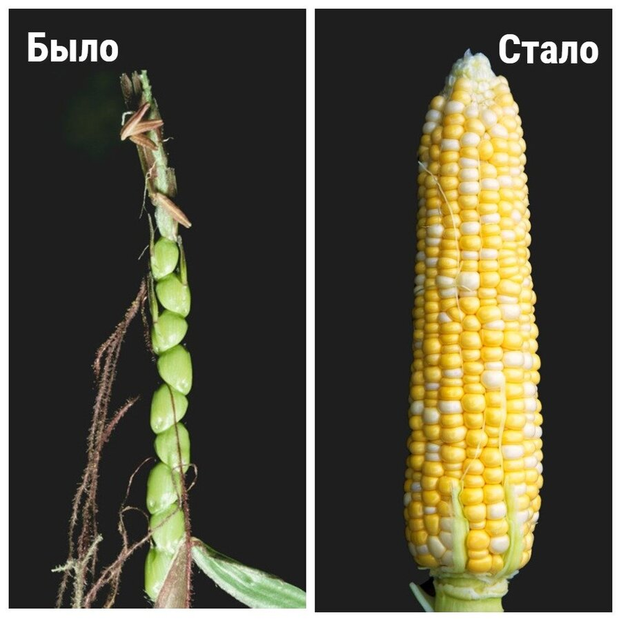Кукуруза до и после селекции