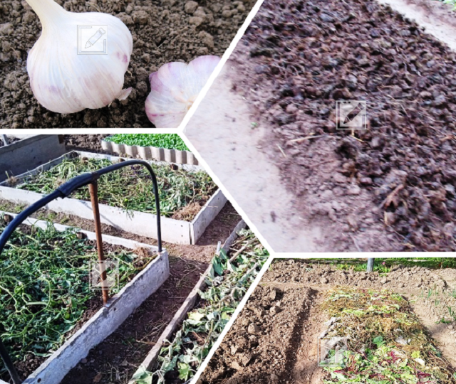 Обязательно ли укрывать грядку с чесноком под зиму и как правильно это сделать