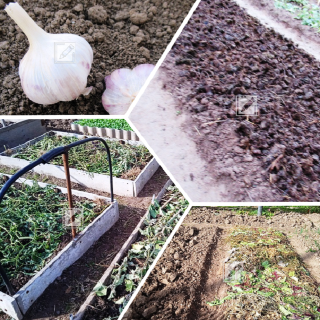 коллаж из фотографий автора