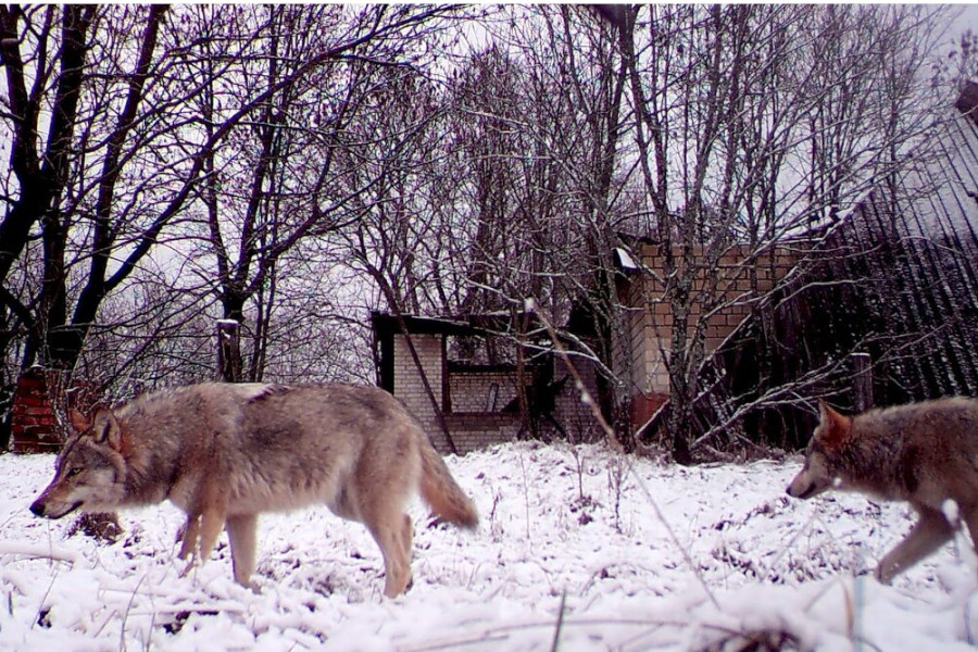 Стая волков в городе.