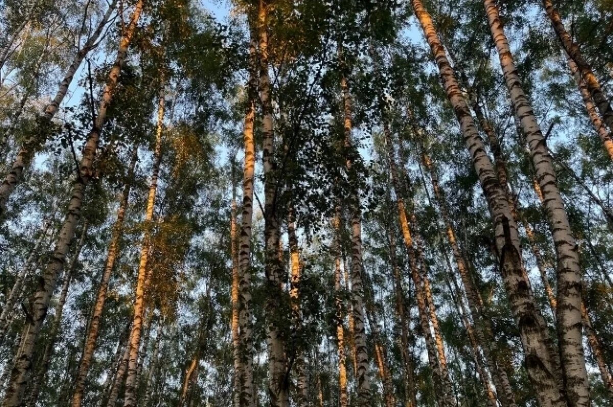    В Ярославле проведут масштабную вырубку деревьев